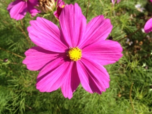 flower at Alnwick castle