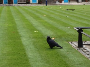 Tower of London - raven